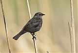 Tricolored Blackbirdborder=